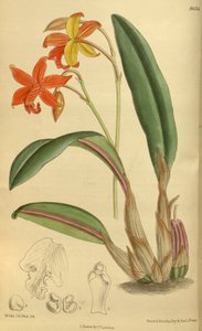 Sophrolaelia psyche, Orchidaceae